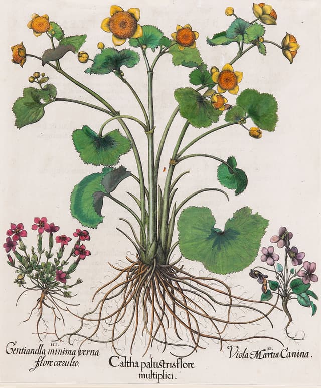 Marsh Marigold, with Companions, Basilius Besler
