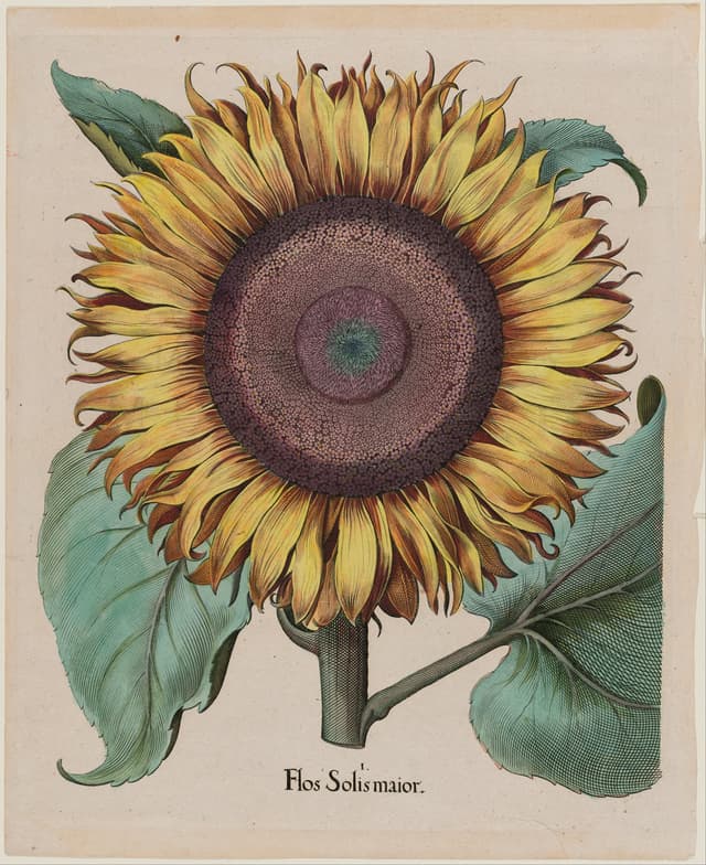 The Large Sunflower, Basilius Besler