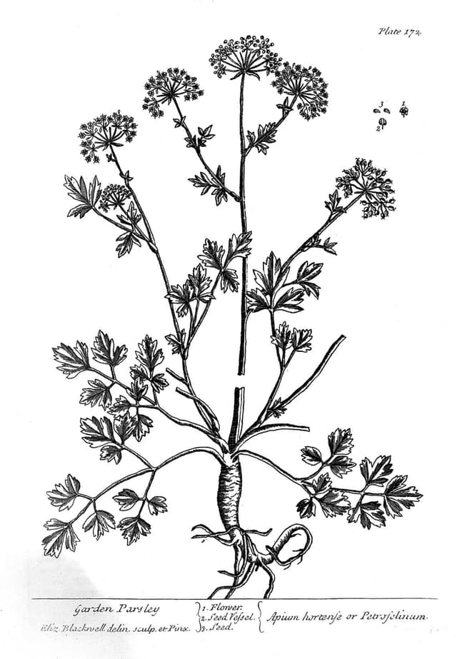 Garden Parsley, Elizabeth Blackwell