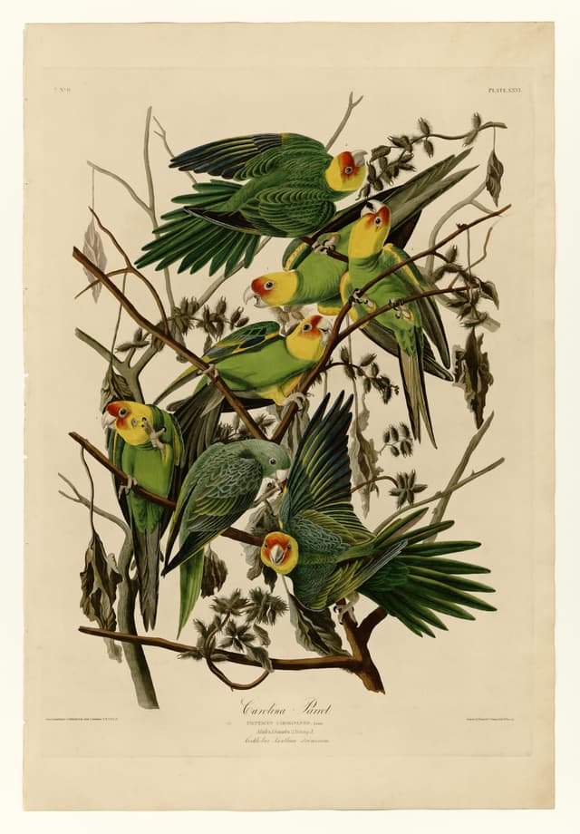 The Carolina Parrot, John James Audubon (engraved by Robert Havell Jr.)