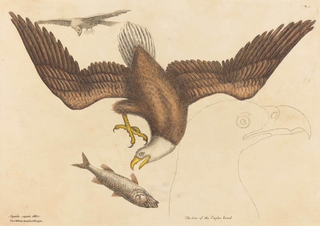 The White-Headed Eagle, Mark Catesby