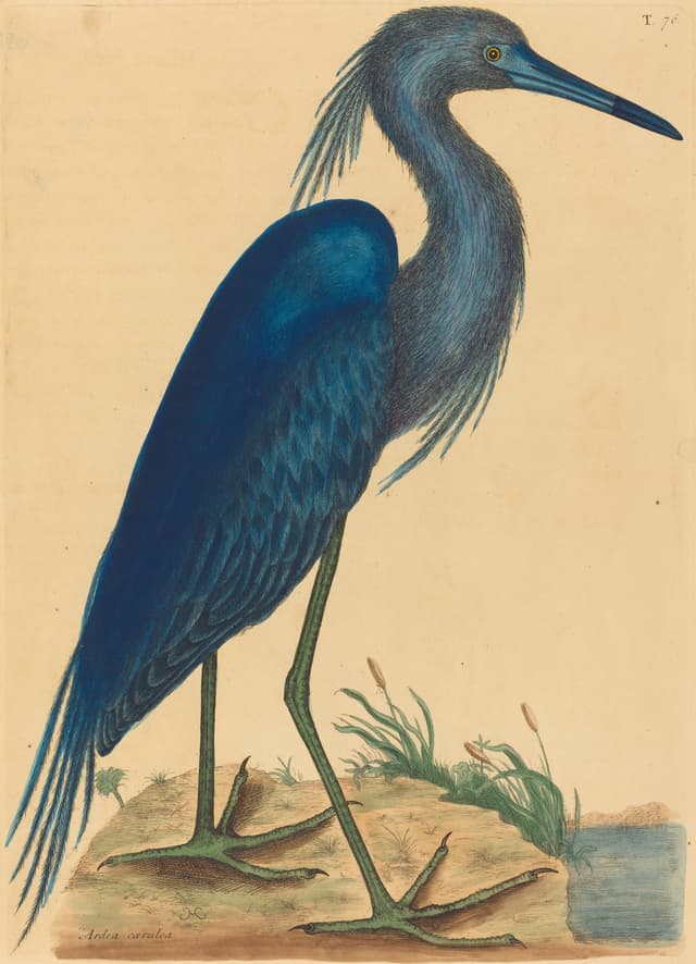 The Blue Heron, Mark Catesby