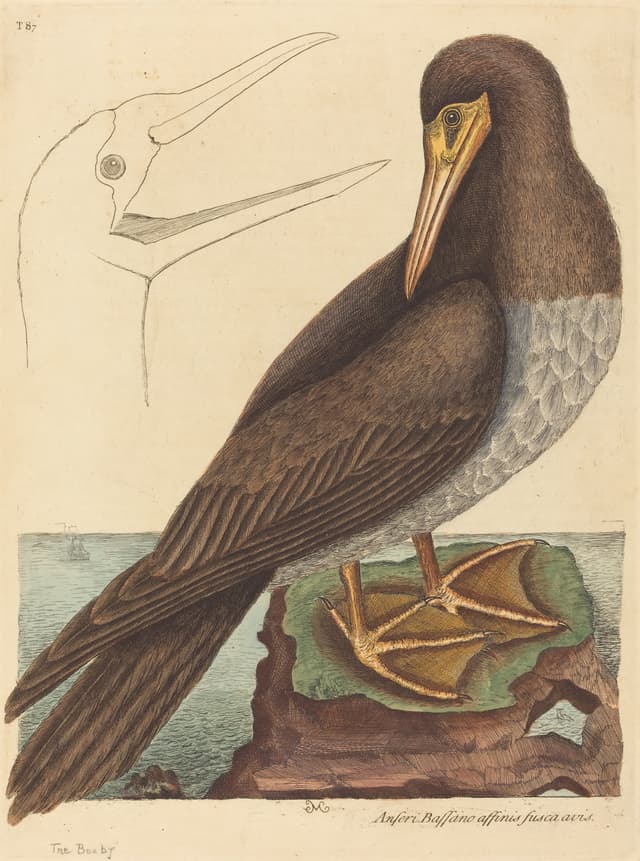The Booby, Mark Catesby