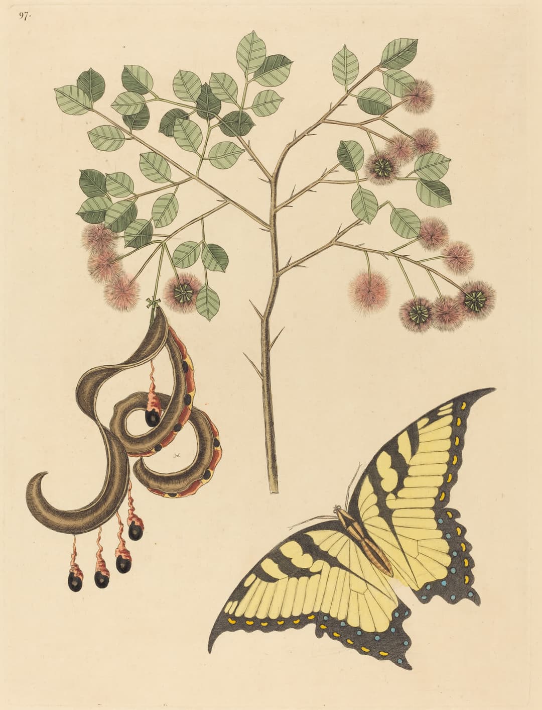 Cat’s Claw, with a Swallowtail, Mark Catesby