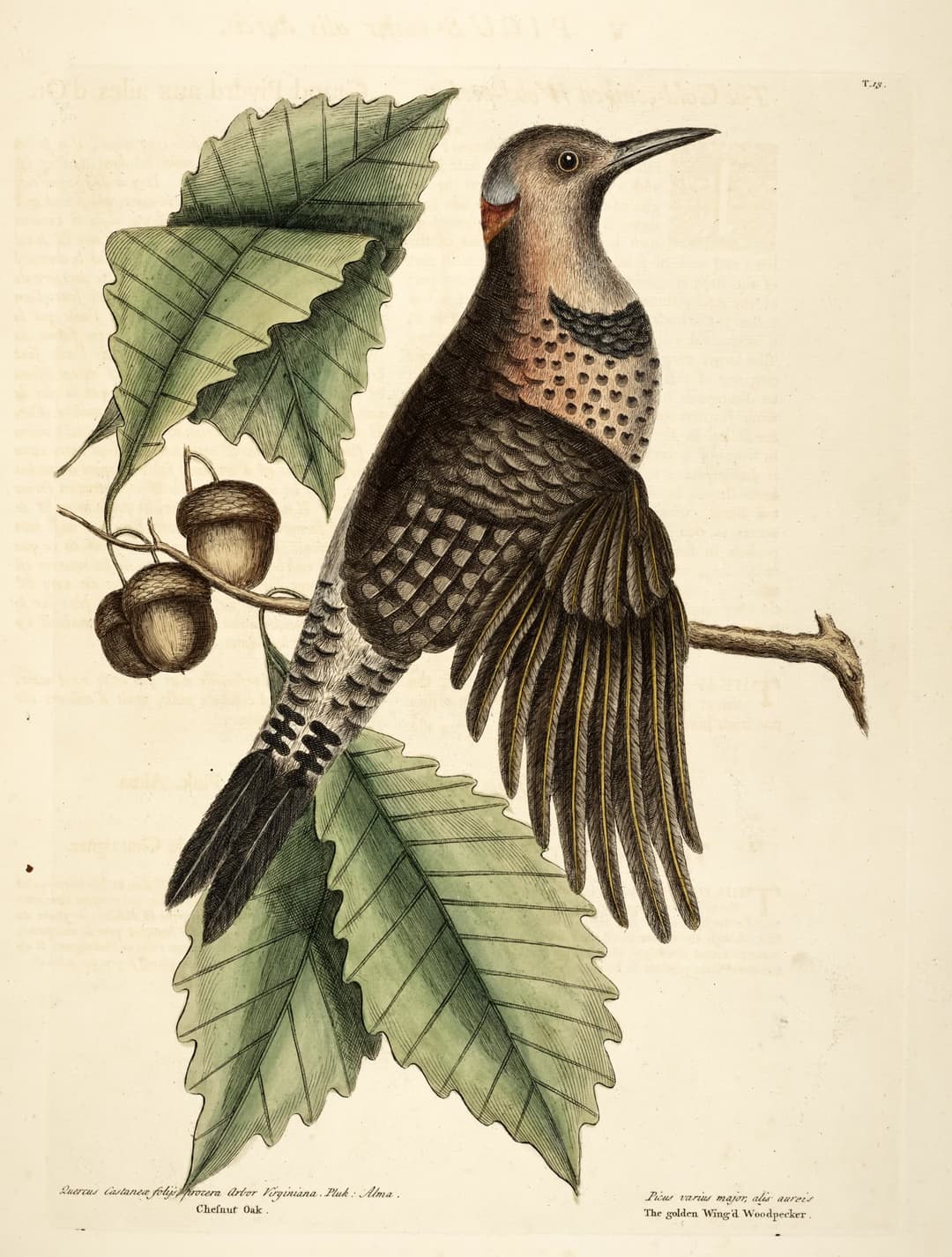 The Golden-Winged Woodpecker, Mark Catesby