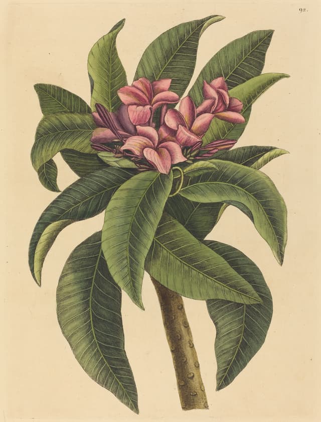 The Red Frangipani, Mark Catesby