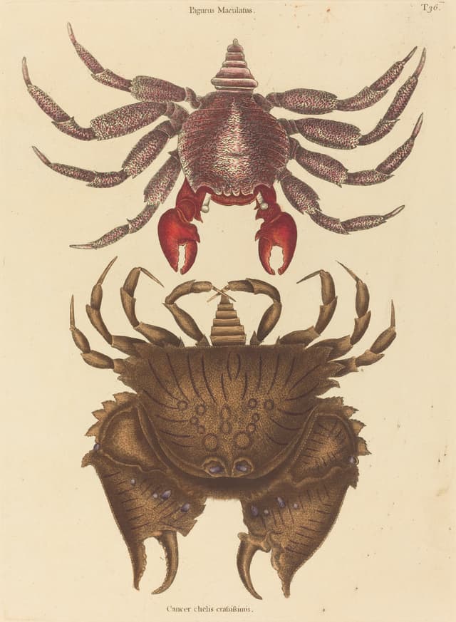 The Red Mottled Rock-Crab, Mark Catesby