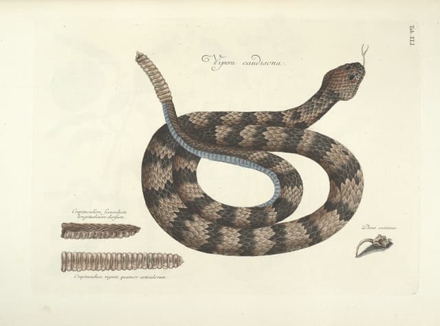 The Timber Rattlesnake, Mark Catesby