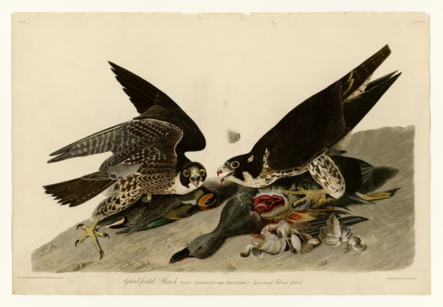 The Great-Footed Hawk, John James Audubon (engraved by Robert Havell Jr.)