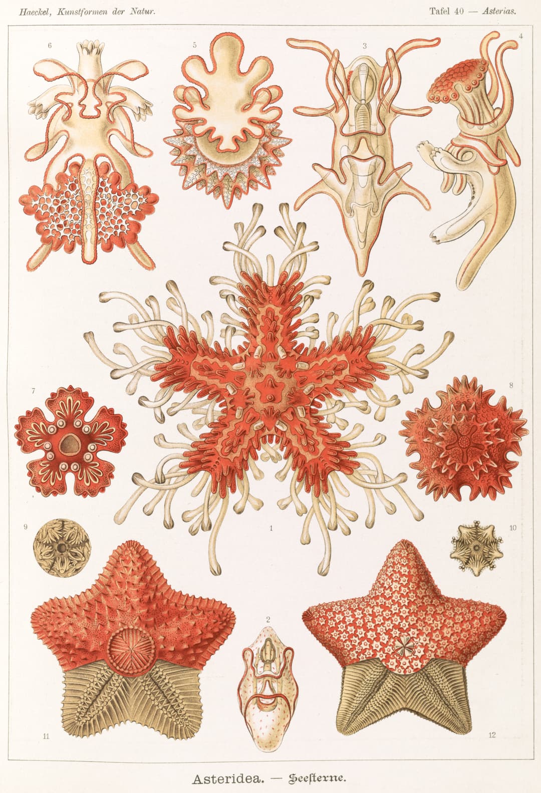 Asteridea, Ernst Haeckel (lithograph by Adolf Giltsch)