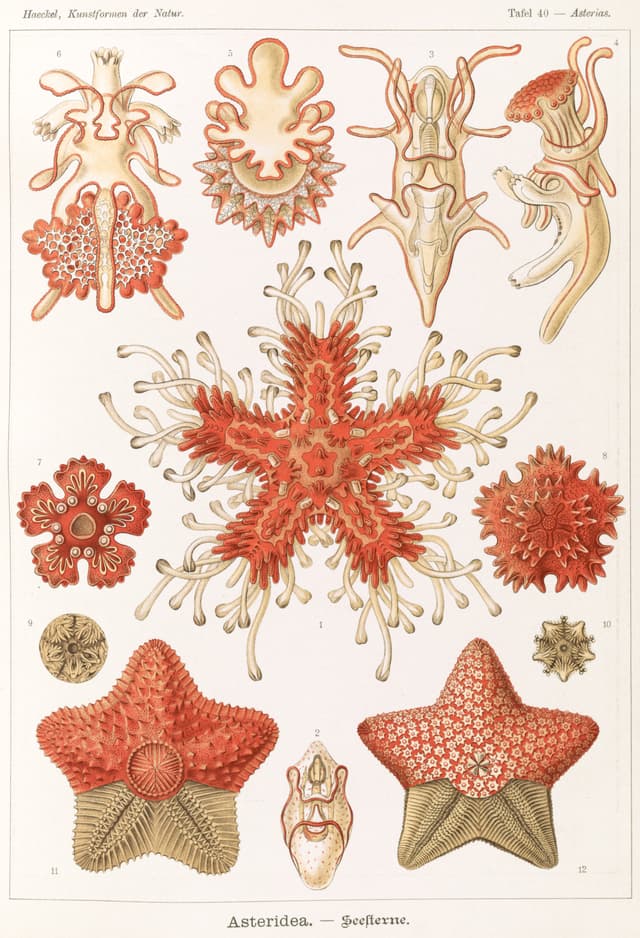 Asteridea, Ernst Haeckel (lithograph by Adolf Giltsch)