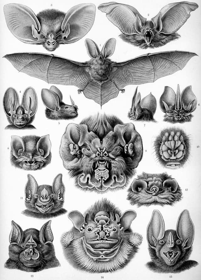 Chiroptera, Ernst Haeckel (lithograph by Adolf Giltsch)