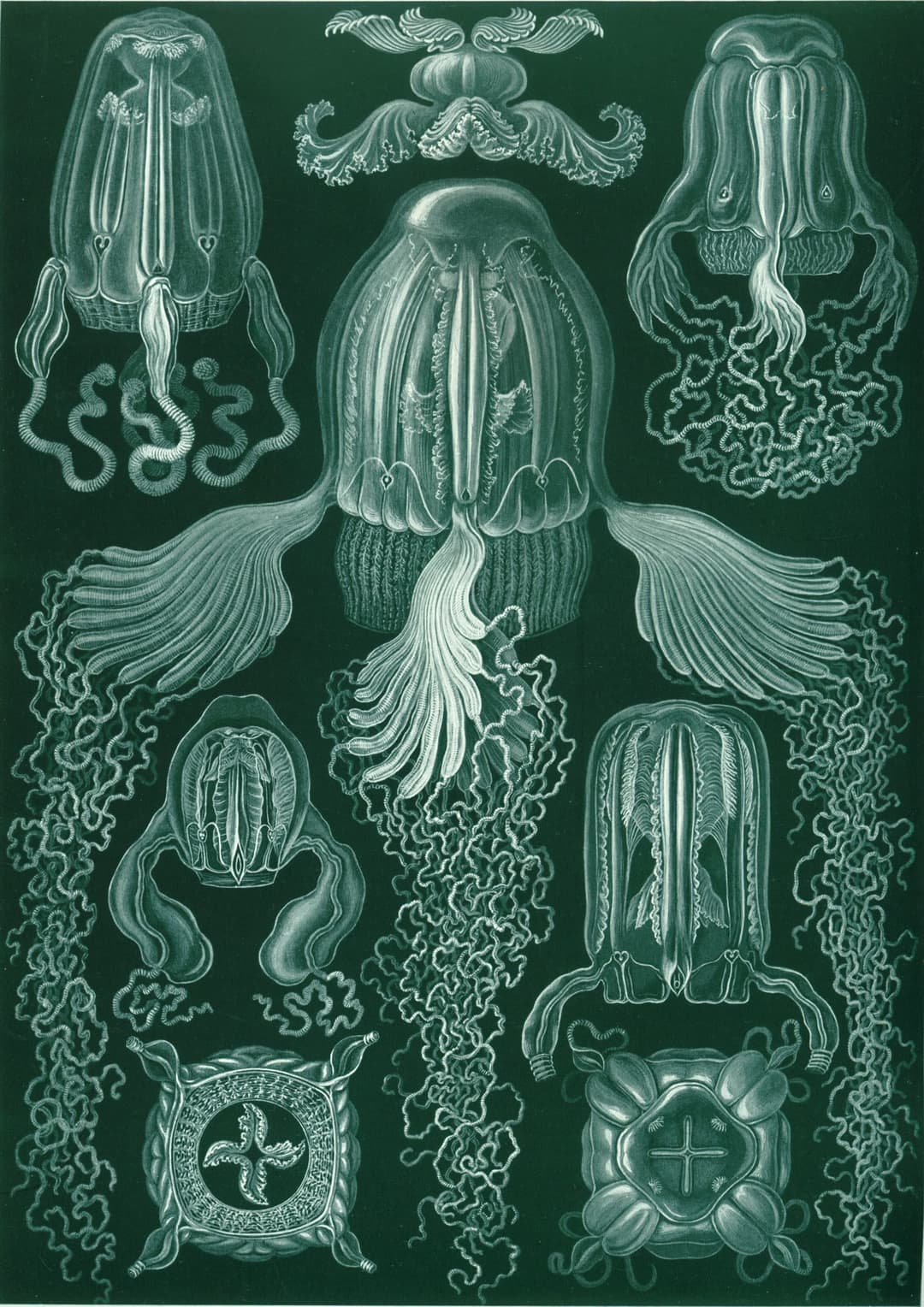 Cubomedusae, Ernst Haeckel (lithograph by Adolf Giltsch)