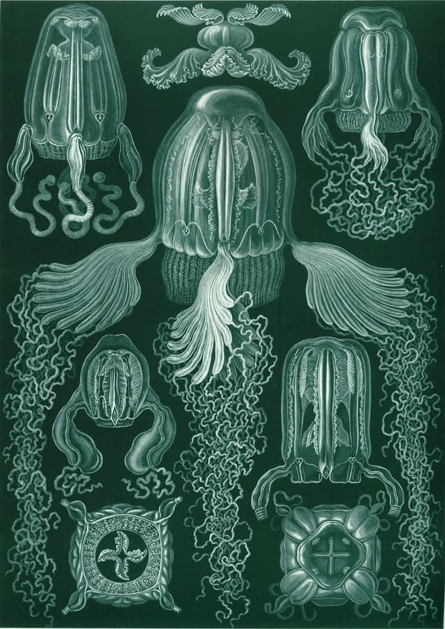 Cubomedusae, Ernst Haeckel (lithograph by Adolf Giltsch)