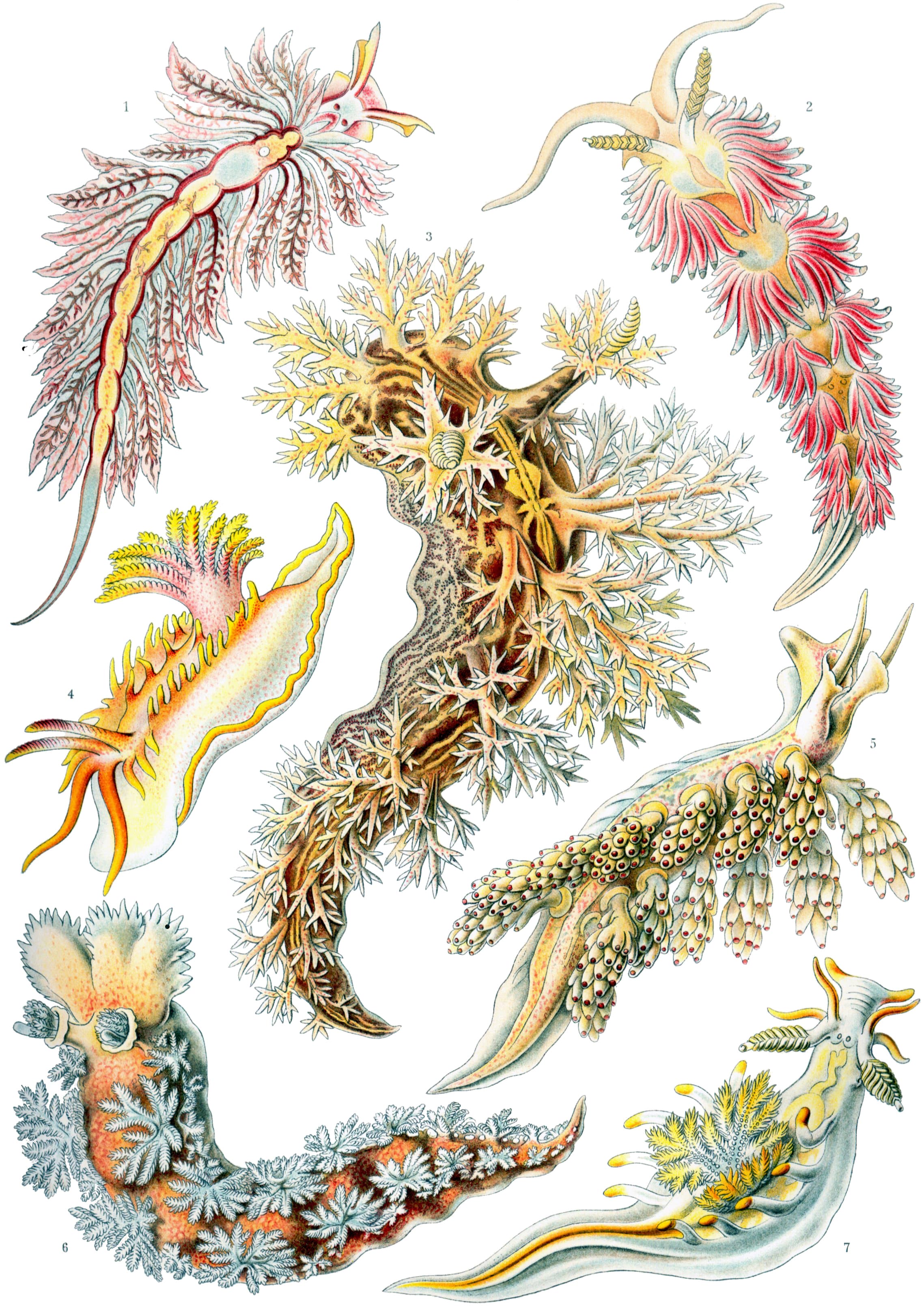 Nudibranchia