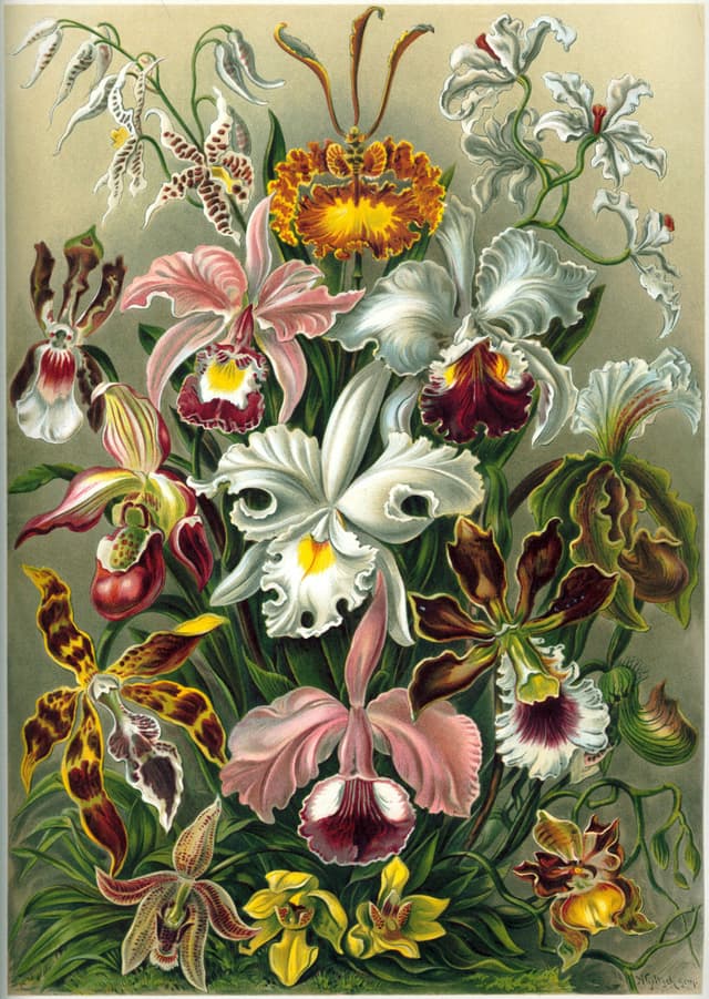 Orchidae, Ernst Haeckel (lithograph by Adolf Giltsch)