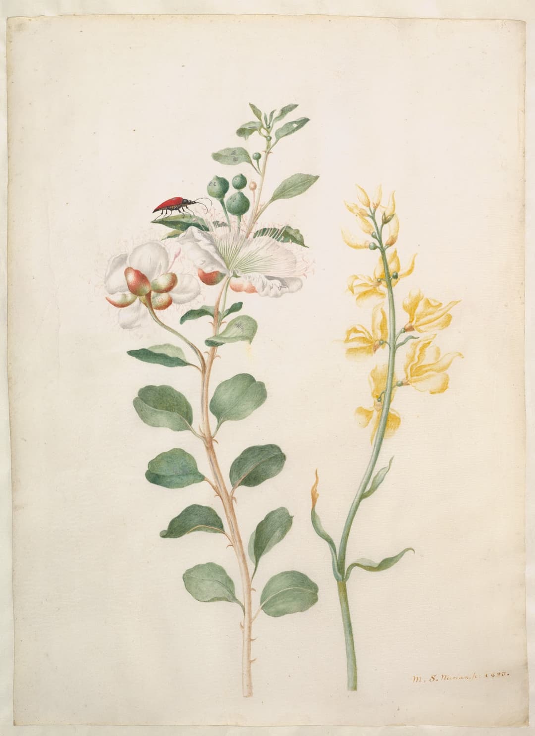 Study of Capers, Gorse, and a Beetle, Maria Sibylla Merian