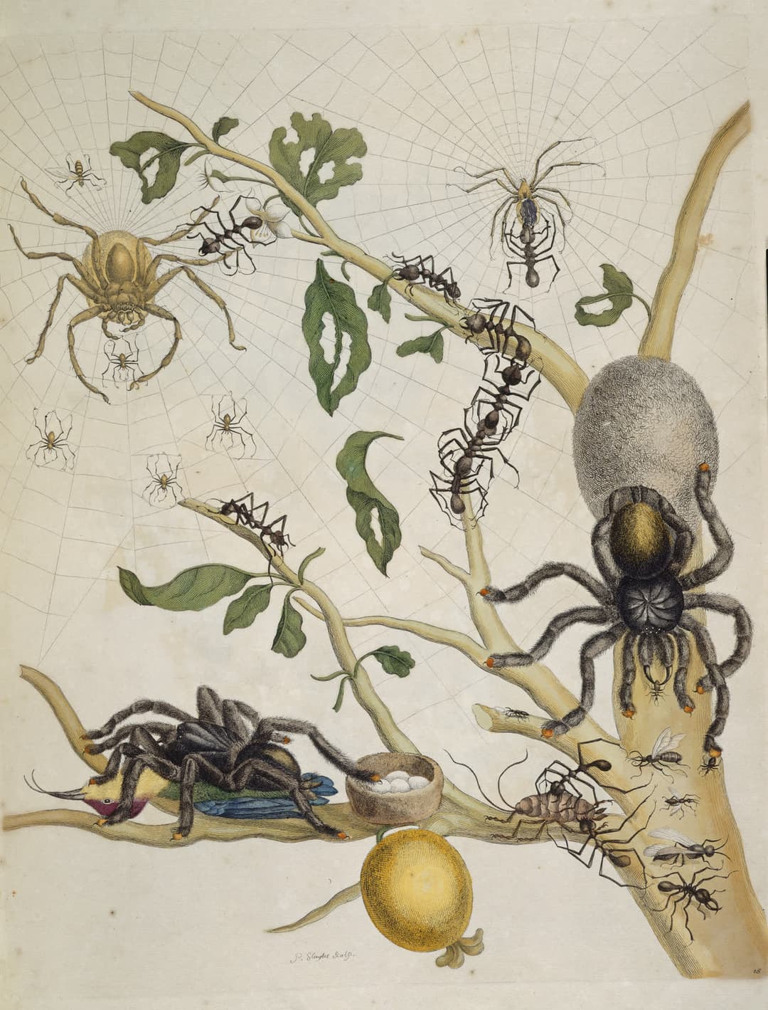 Spiders, Ants, and a Hummingbird, Maria Sibylla Merian