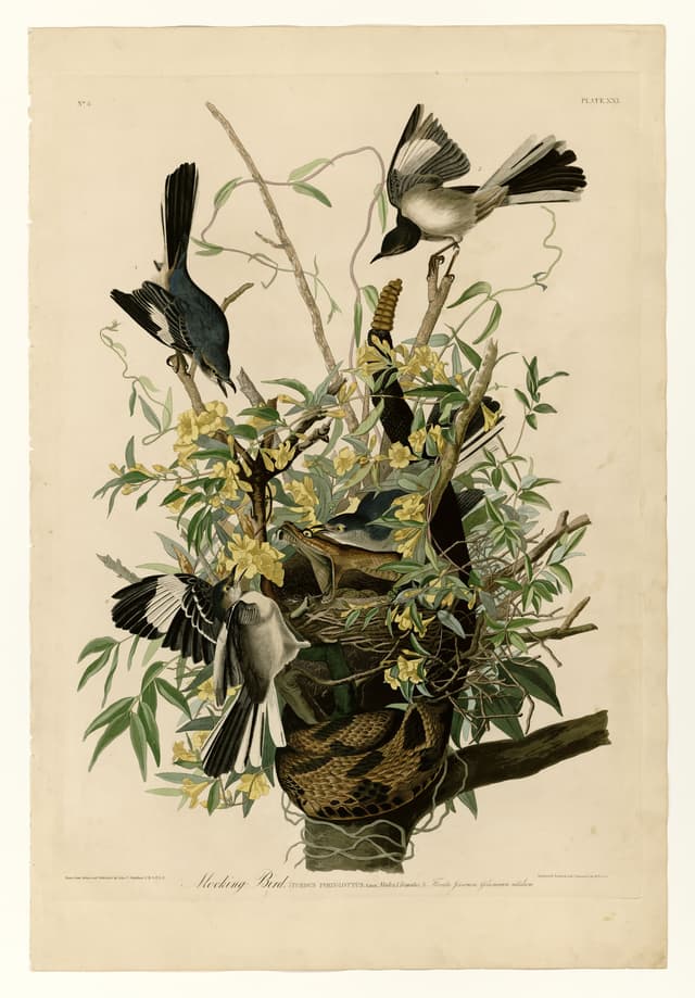 The Mocking Bird, John James Audubon (engraved by Robert Havell Jr.)