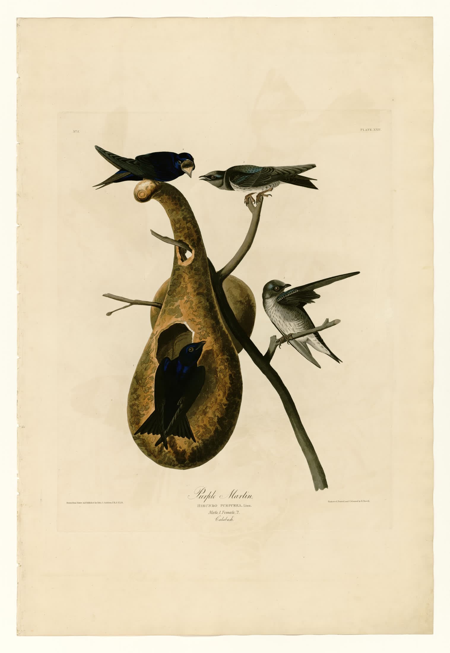 The Purple Martin