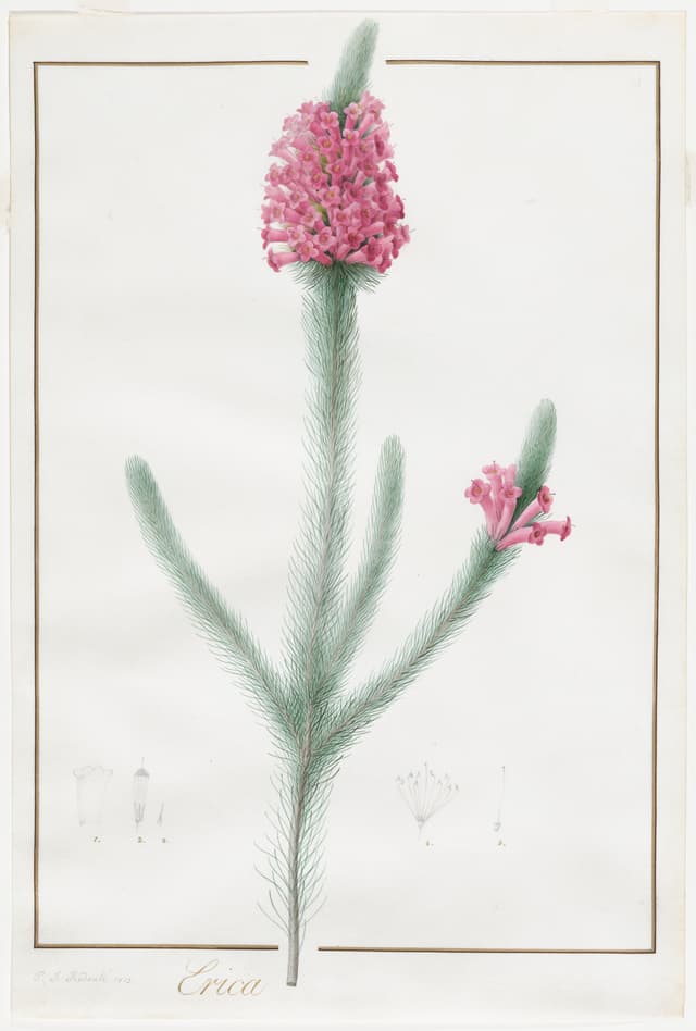 Erica Fulgida, Pierre-Joseph Redouté
