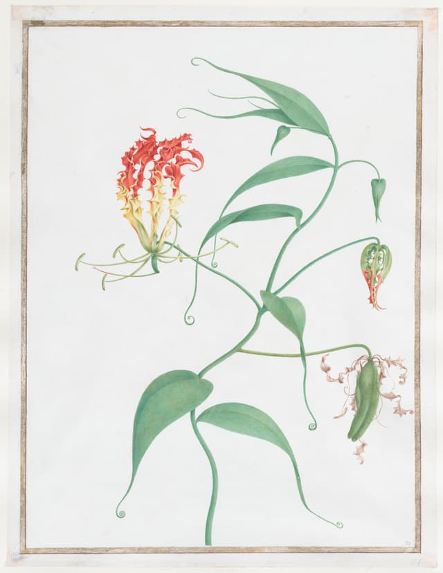 Gloriosa Superba, Pierre-Joseph Redouté