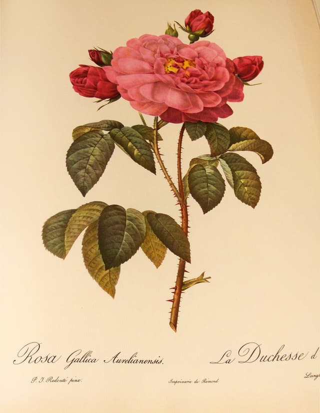 Rosa Gallica Aurelianensis, Pierre-Joseph Redouté