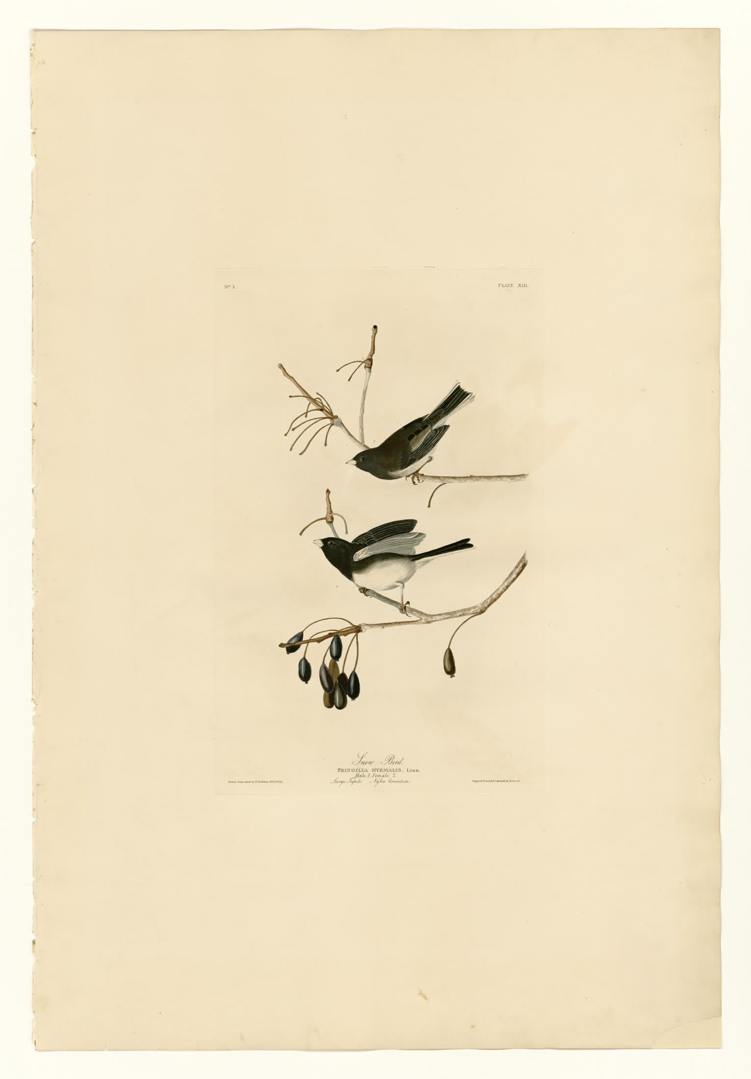 The Snow Bird