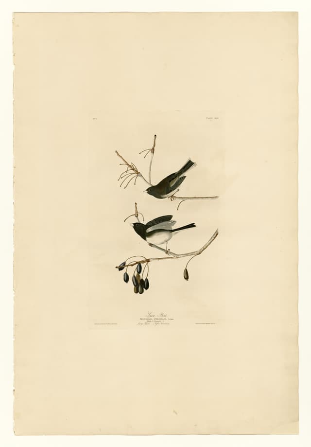 The Snow Bird, John James Audubon (engraved by Robert Havell Jr.)