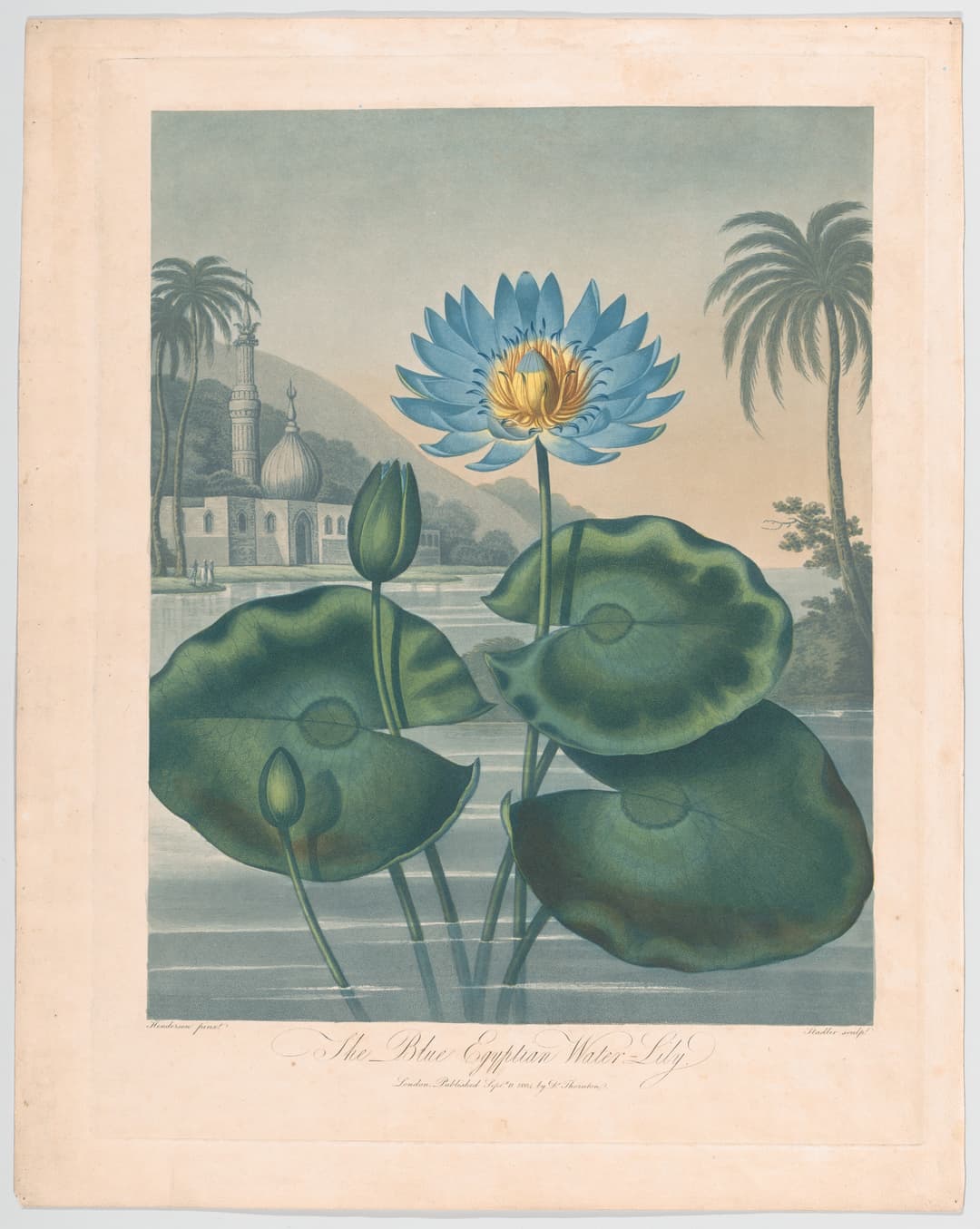 The Blue Egyptian Water Lily, Joseph Constantine Stadler, after Robert John Thornton