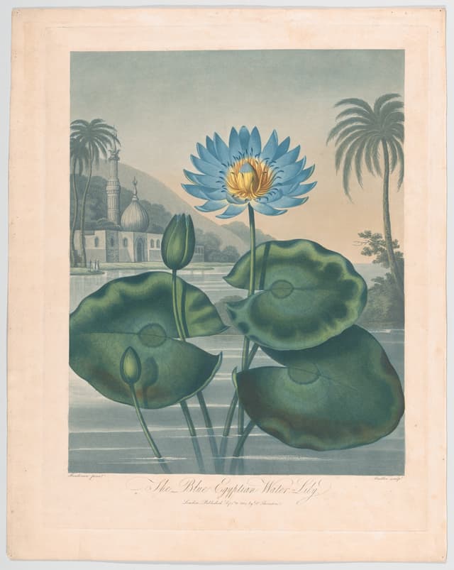The Blue Egyptian Water Lily, Joseph Constantine Stadler, after Robert John Thornton