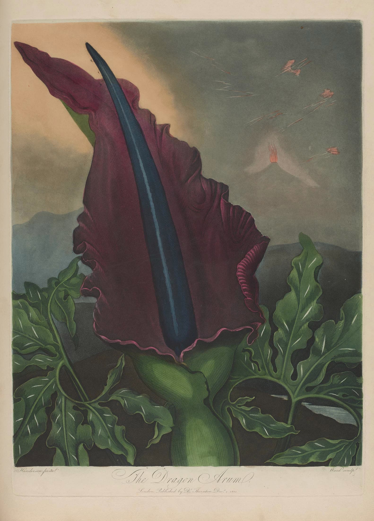 The Dragon Arum