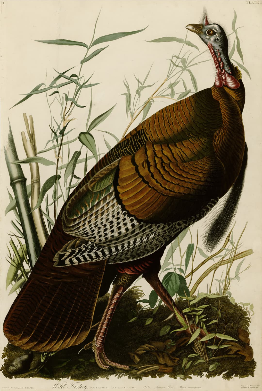 The Wild Turkey, John James Audubon (engraved by Robert Havell Jr.)