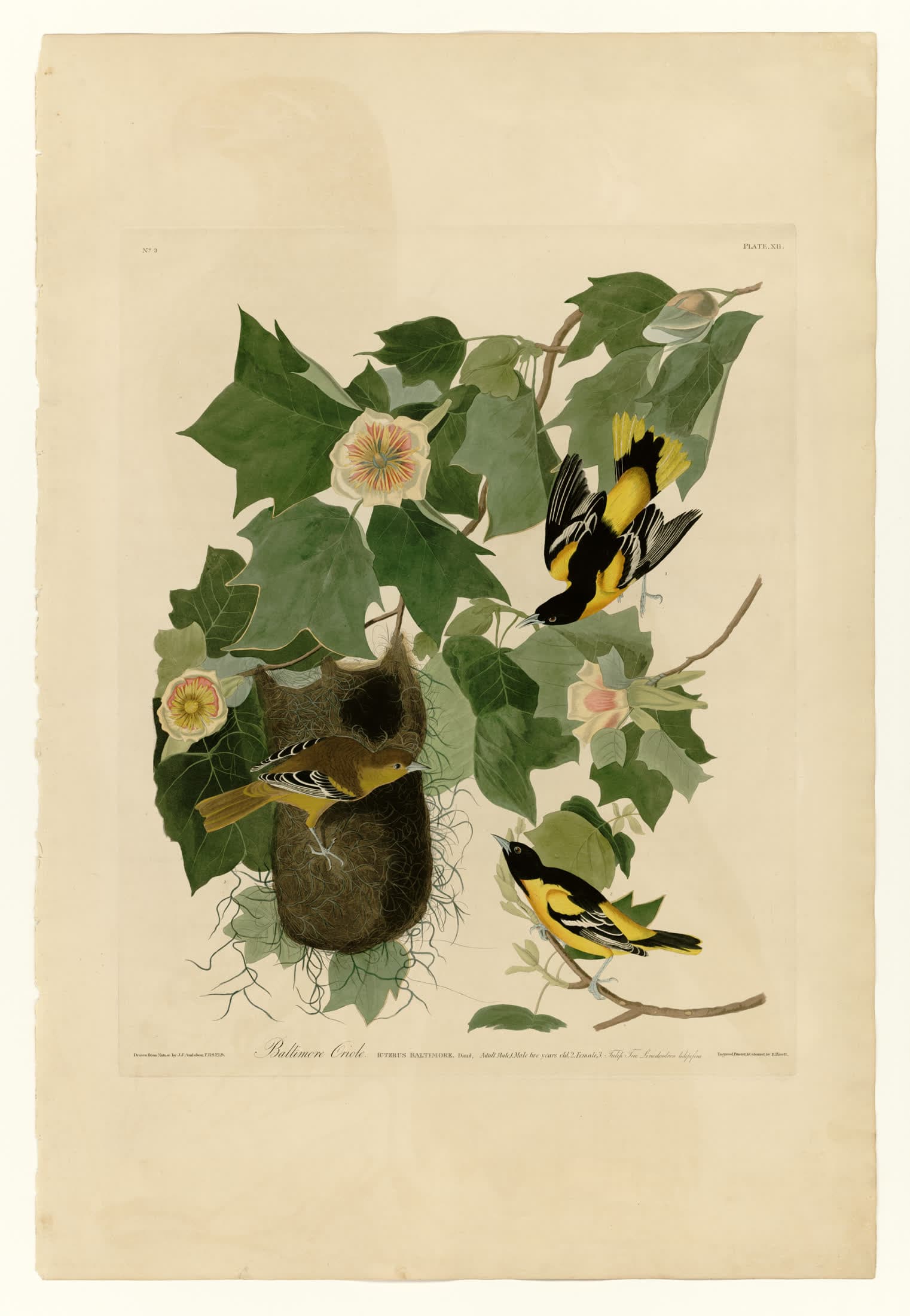 The Baltimore Oriole
