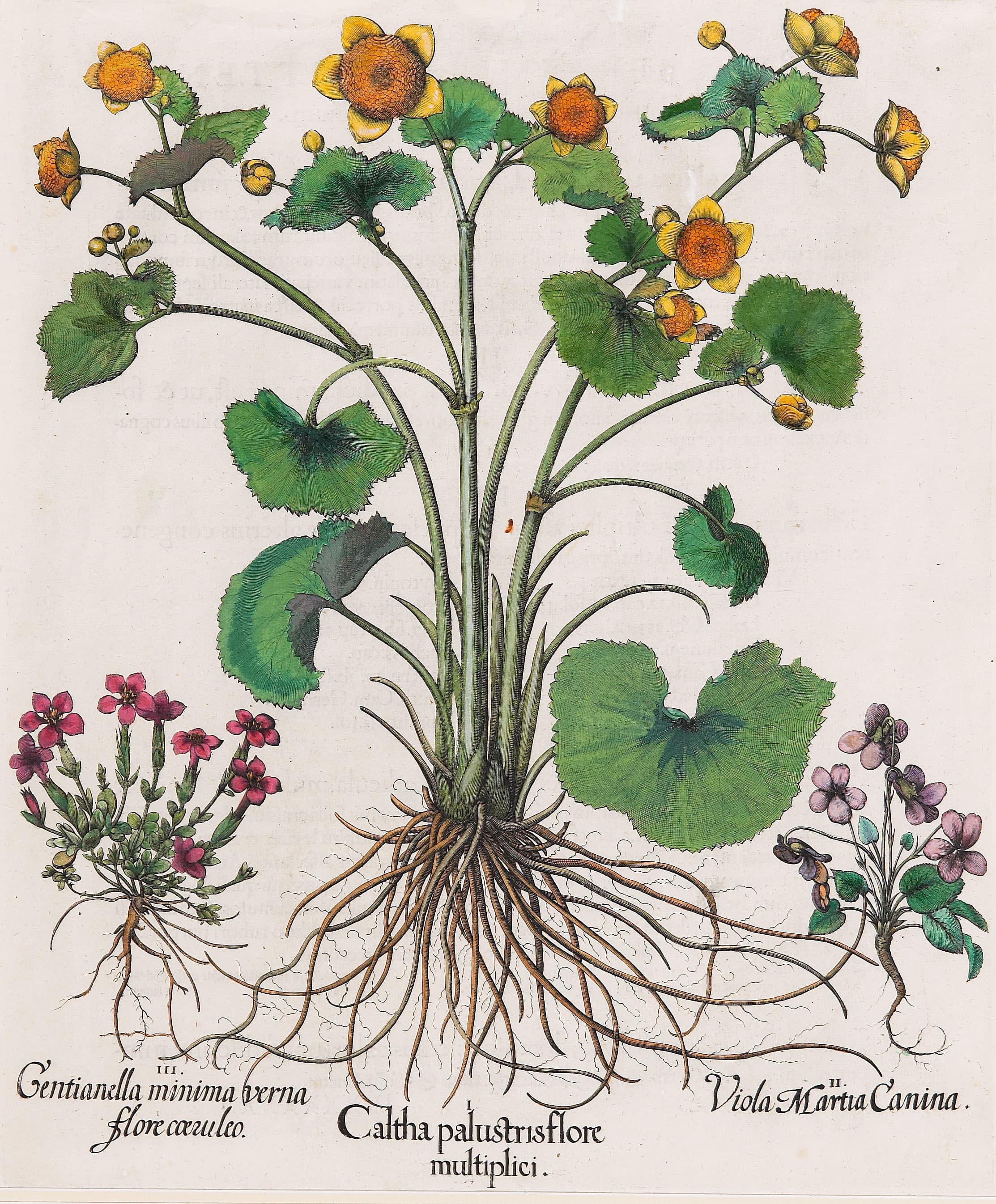Marsh Marigold, with Companions