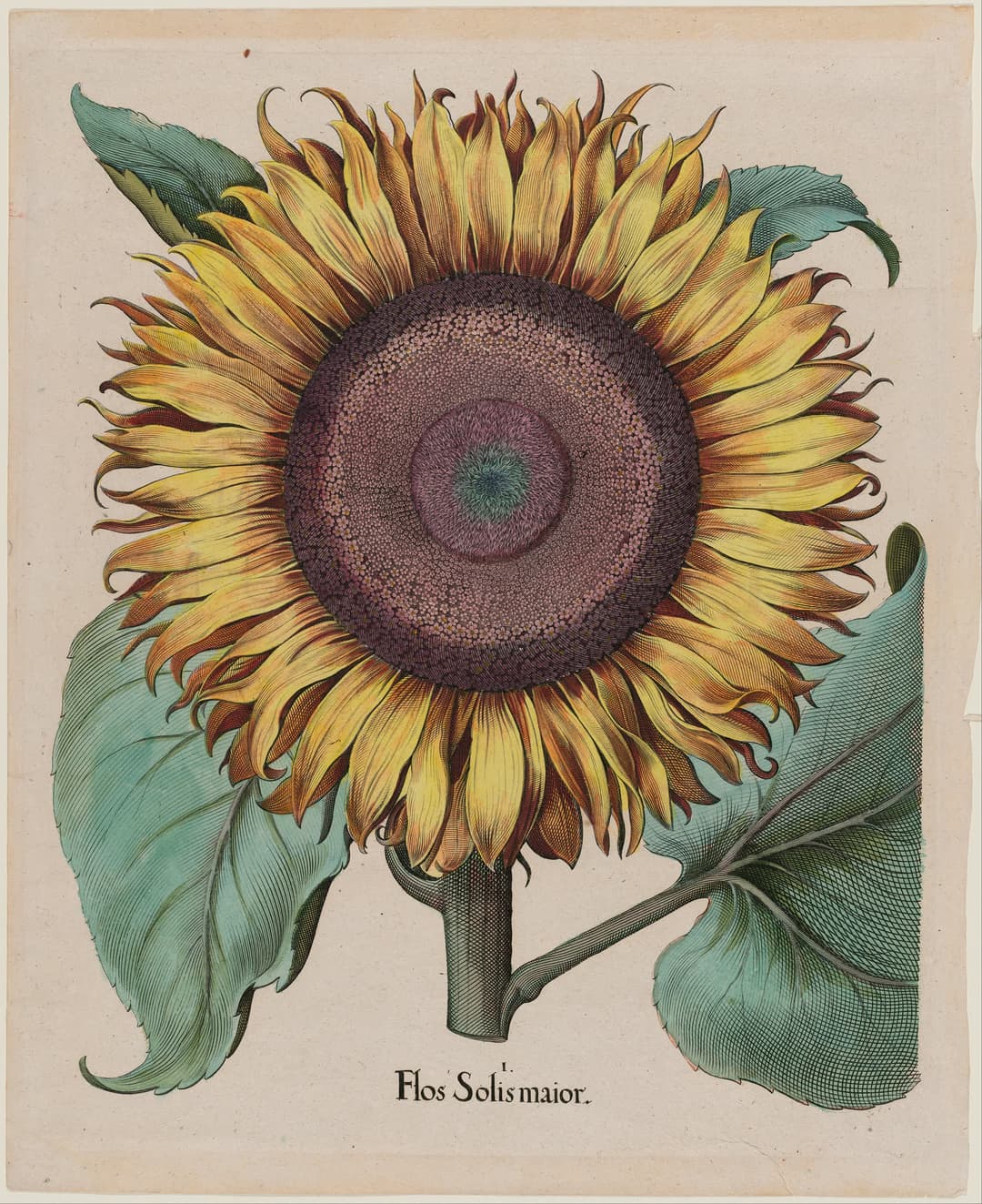The Large Sunflower, Basilius Besler