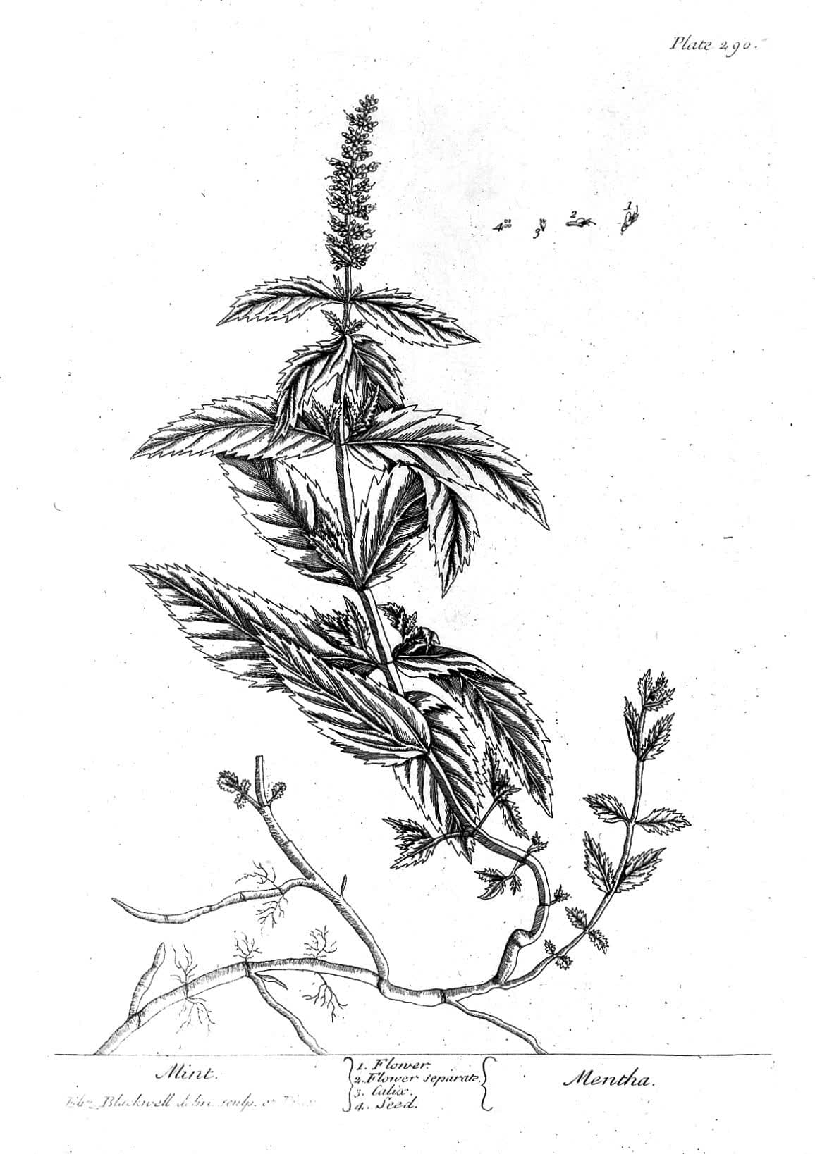 Mint