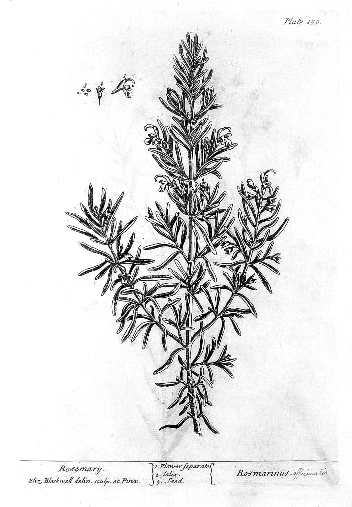 Rosemary