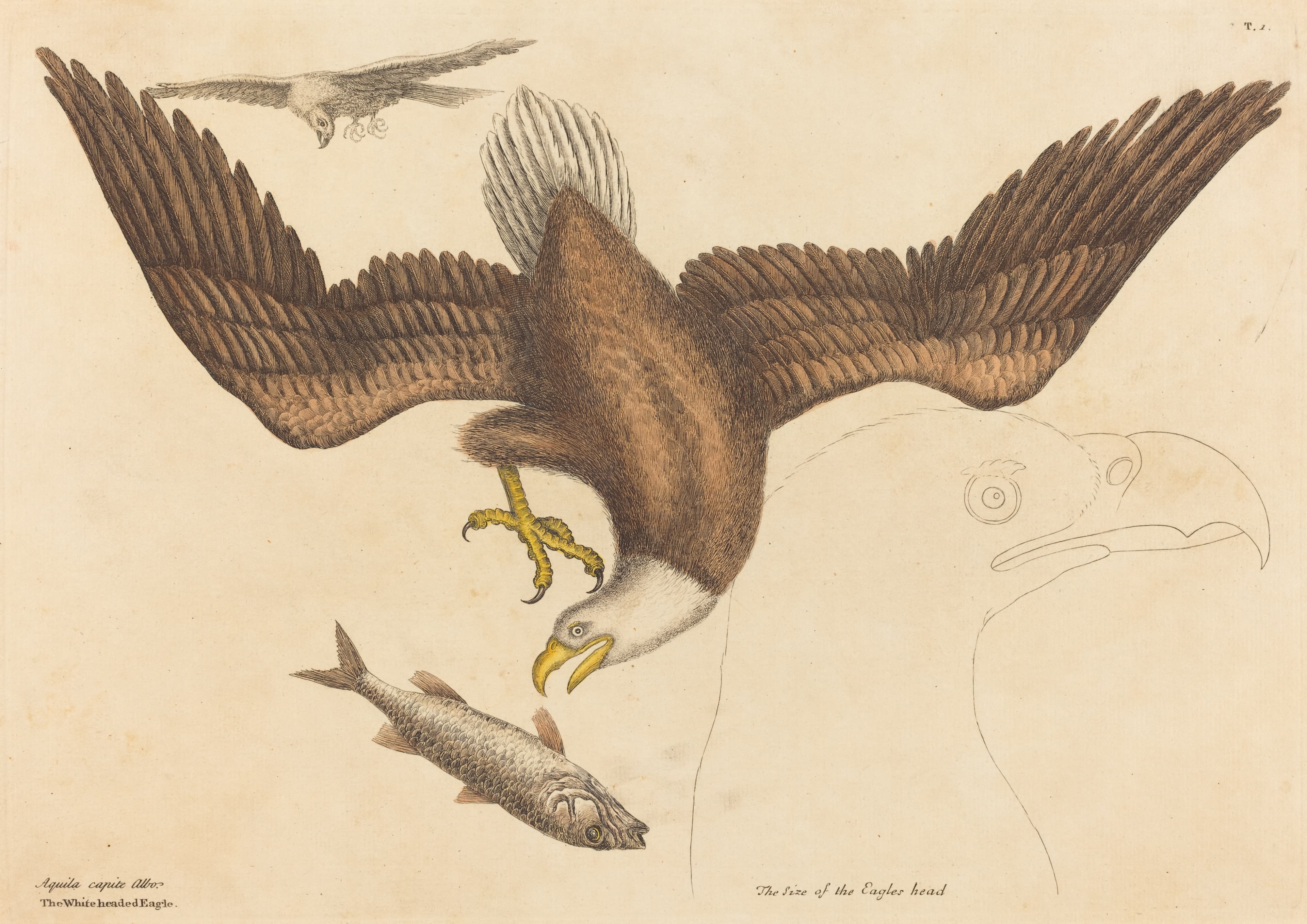 The White-Headed Eagle