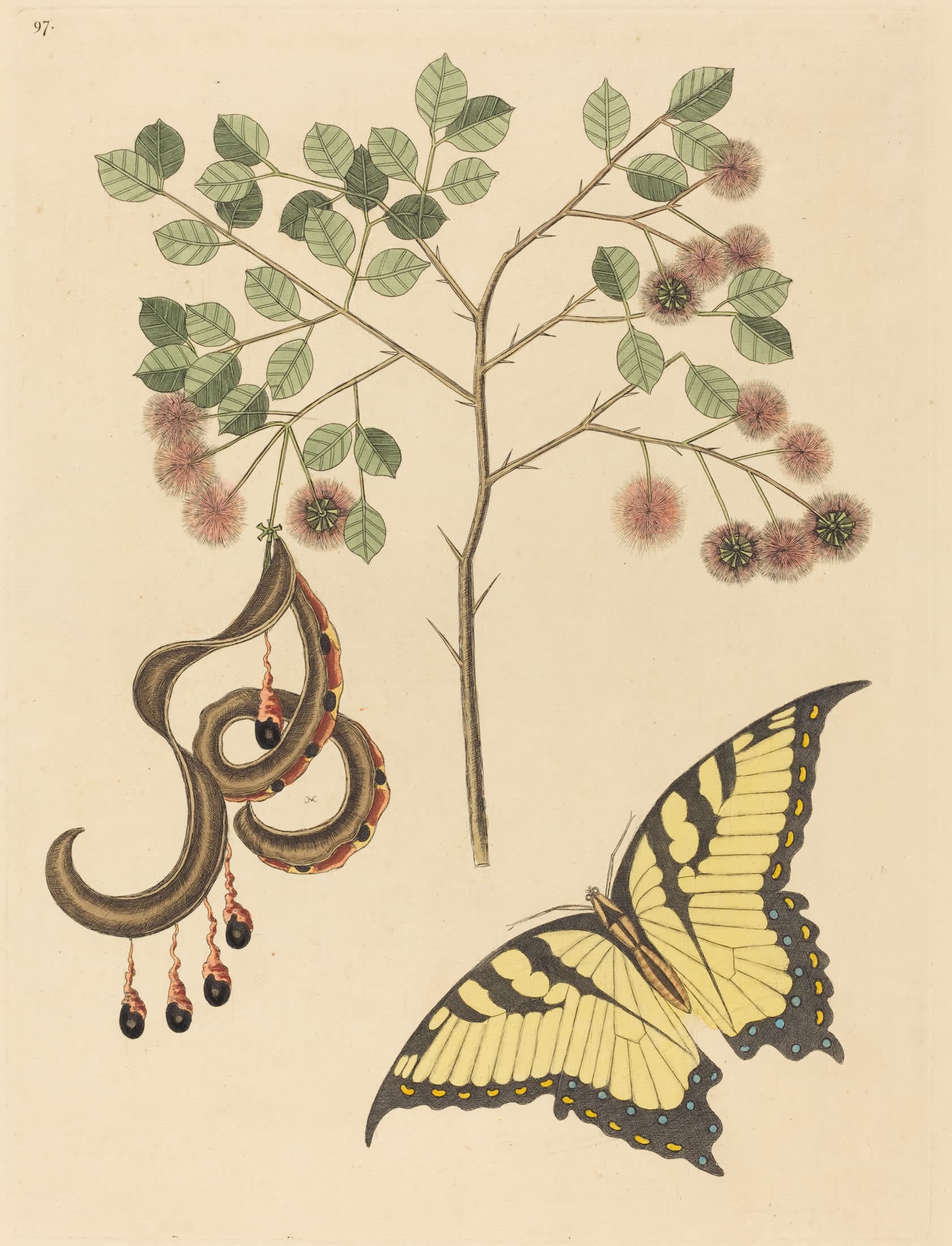Cat’s Claw, with a Swallowtail