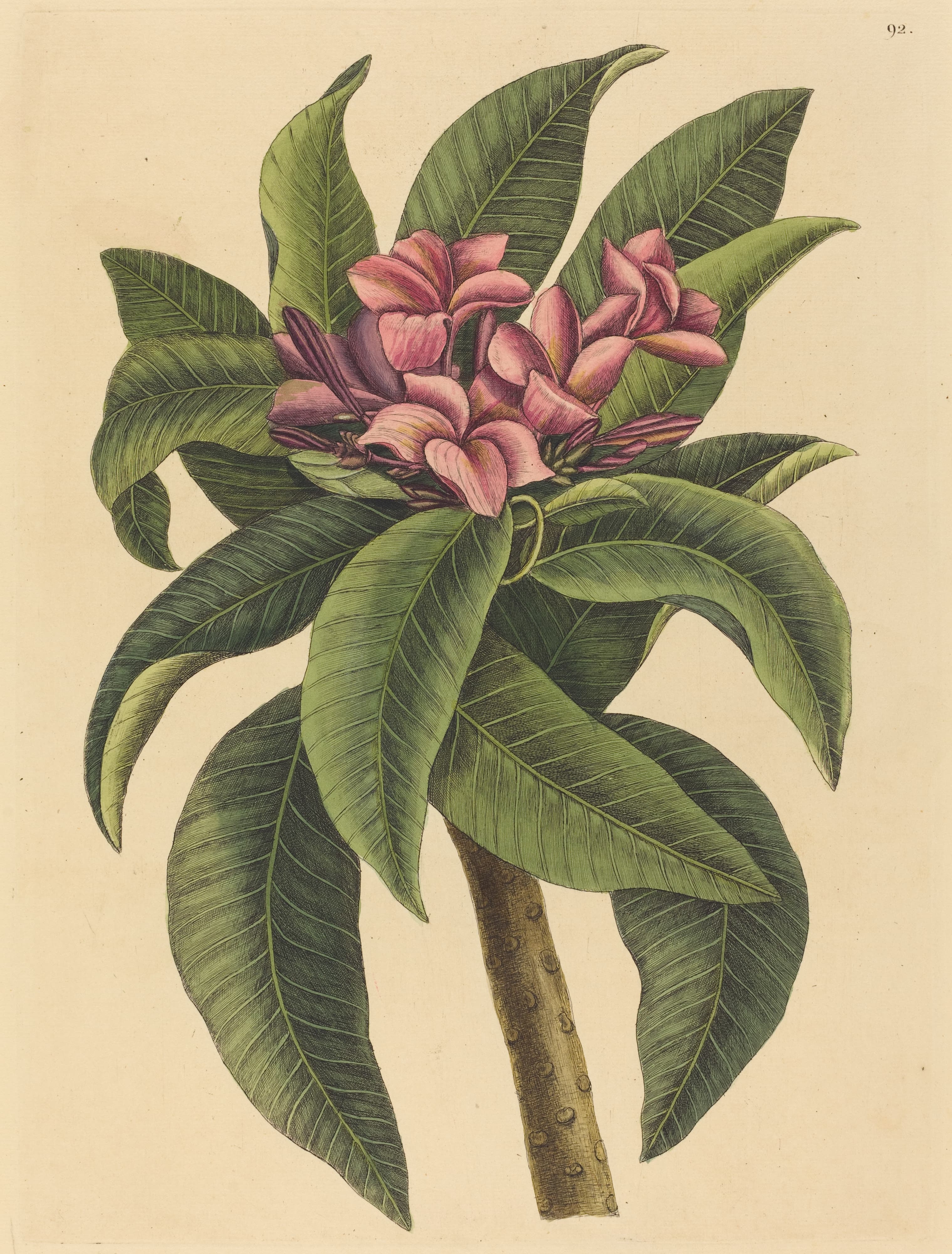 The Red Frangipani
