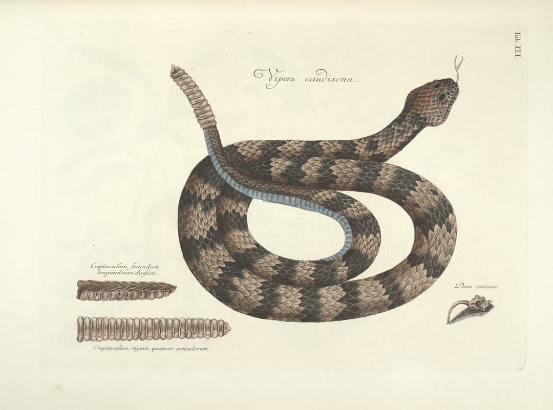 The Timber Rattlesnake, Mark Catesby
