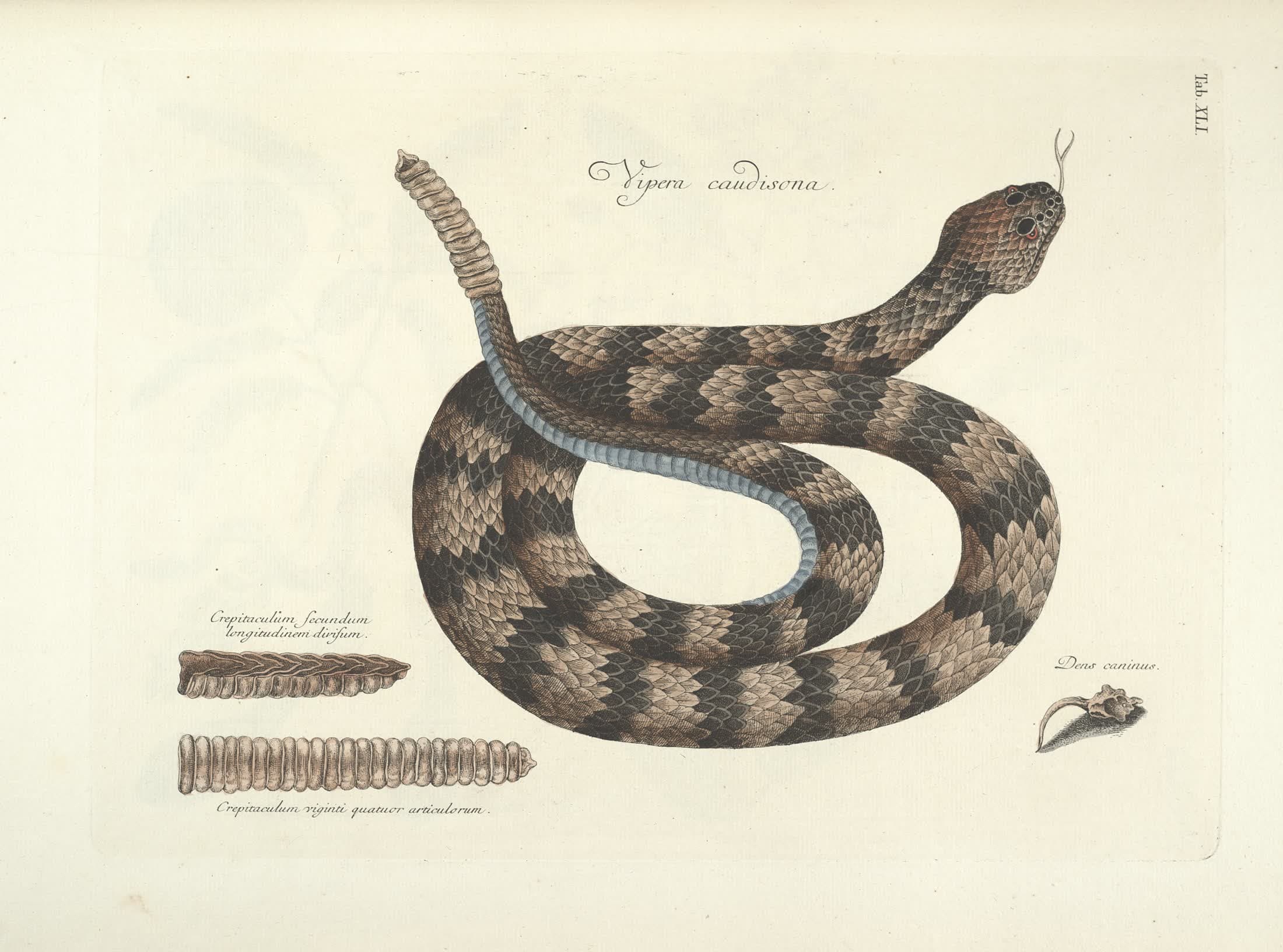 The Timber Rattlesnake