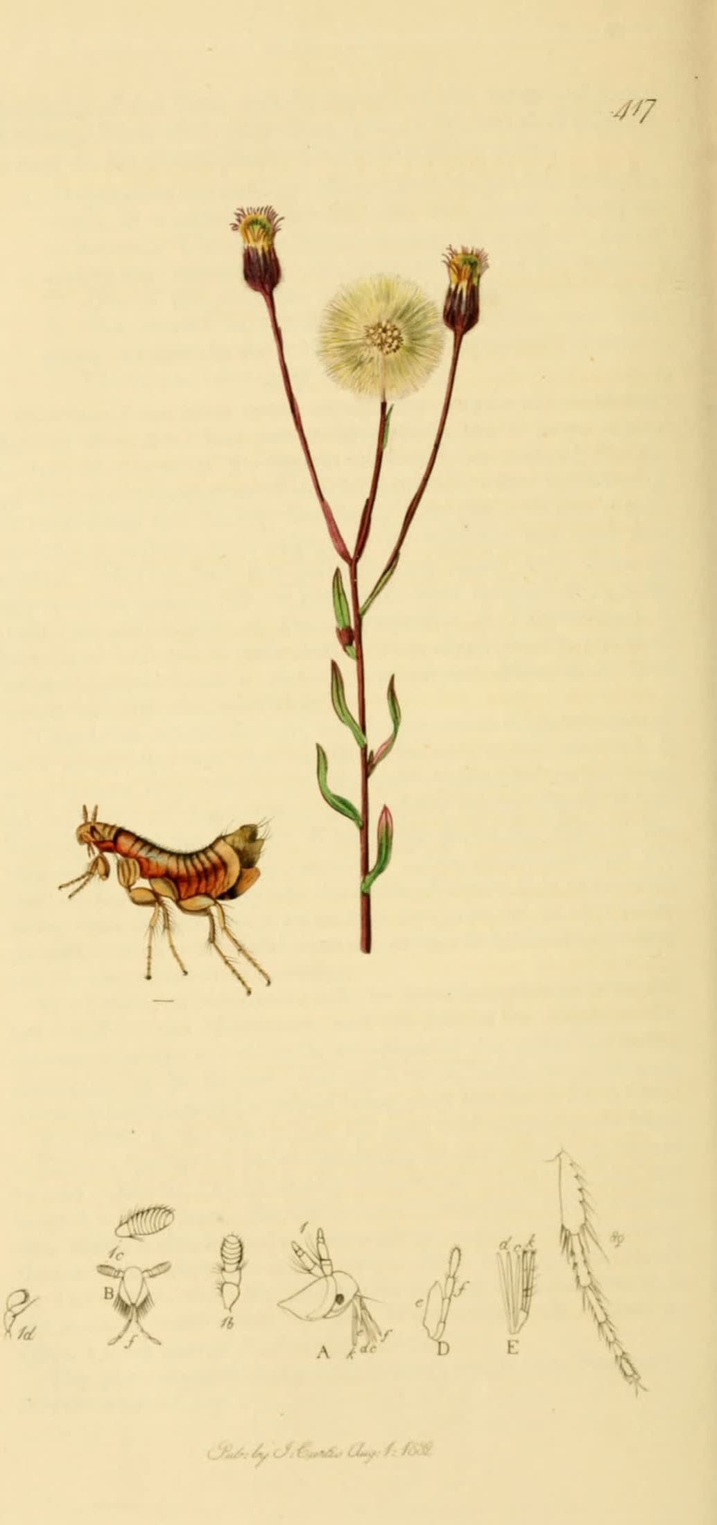 The Bat’s Flea, with Fleabane, John Curtis