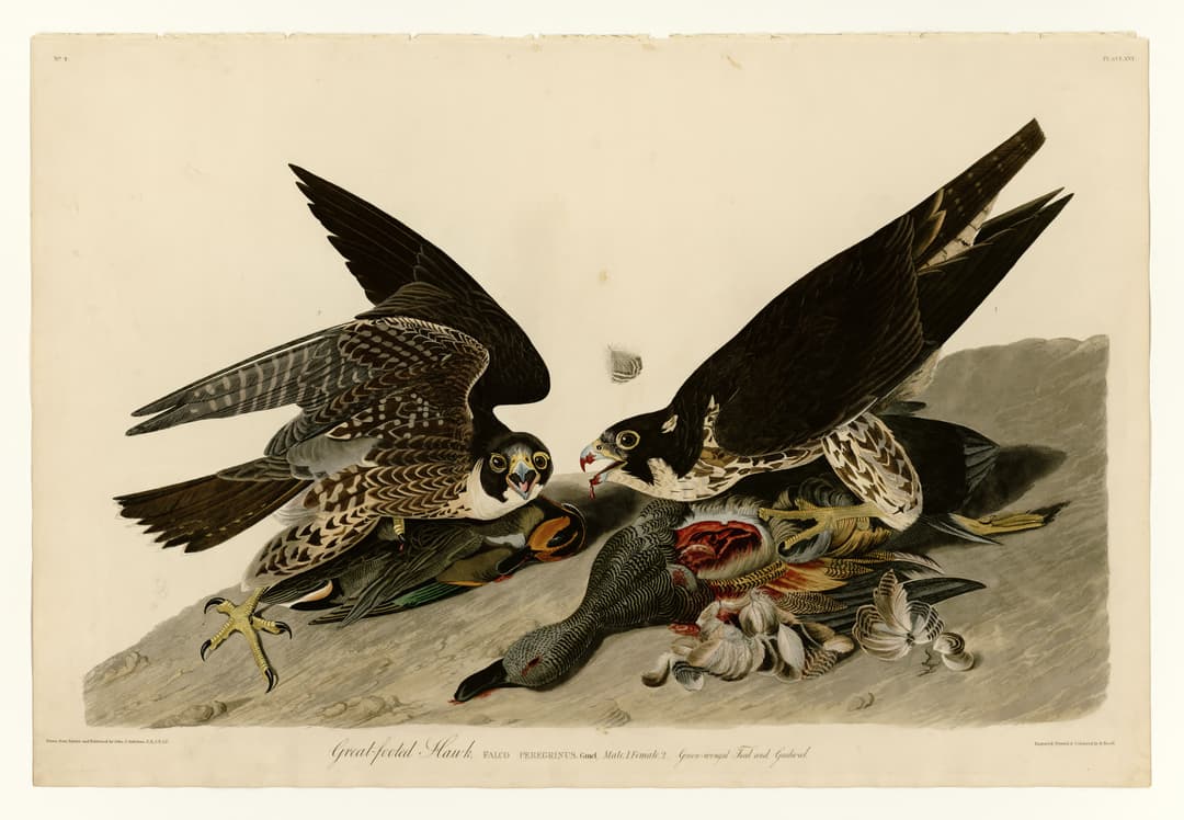 The Great-Footed Hawk, John James Audubon (engraved by Robert Havell Jr.)