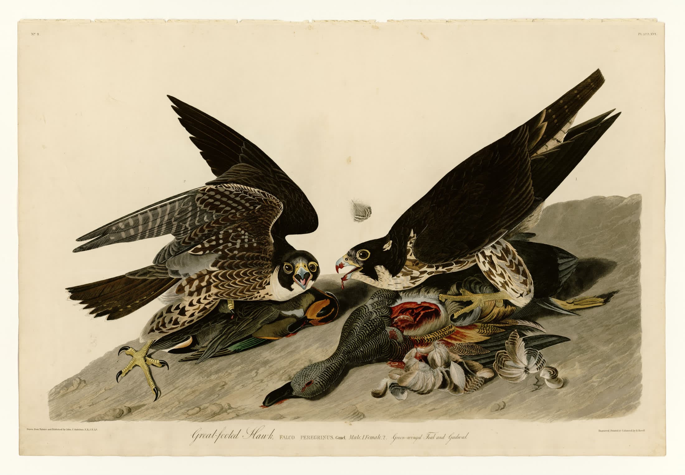 The Great-Footed Hawk
