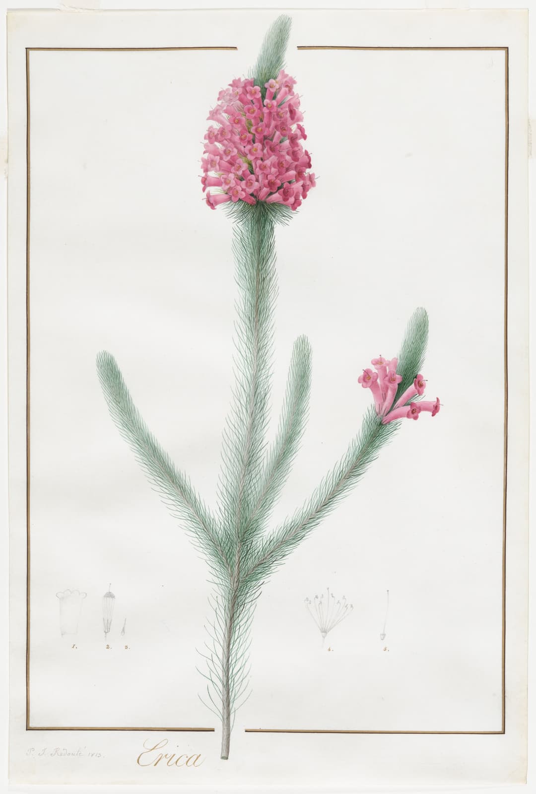 Erica Fulgida, Pierre-Joseph Redouté