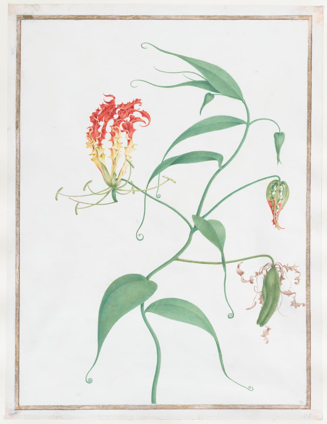 Gloriosa Superba, Pierre-Joseph Redouté