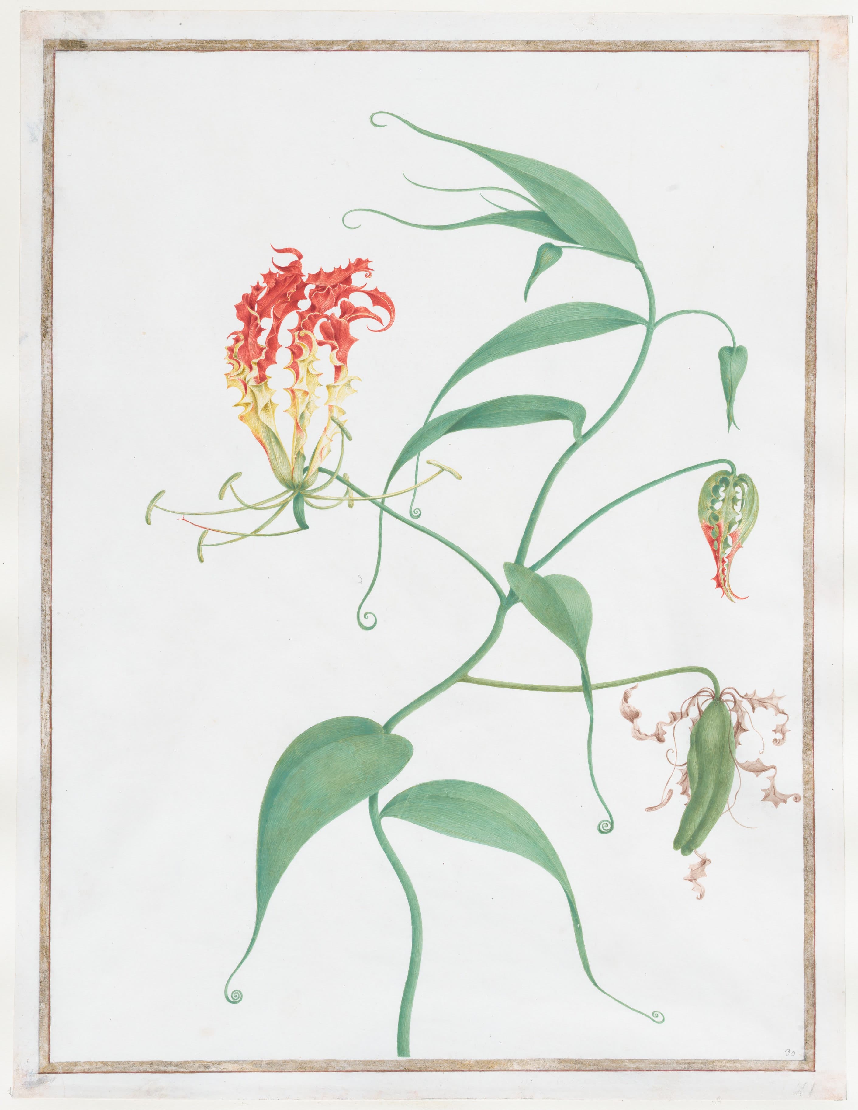 Gloriosa Superba
