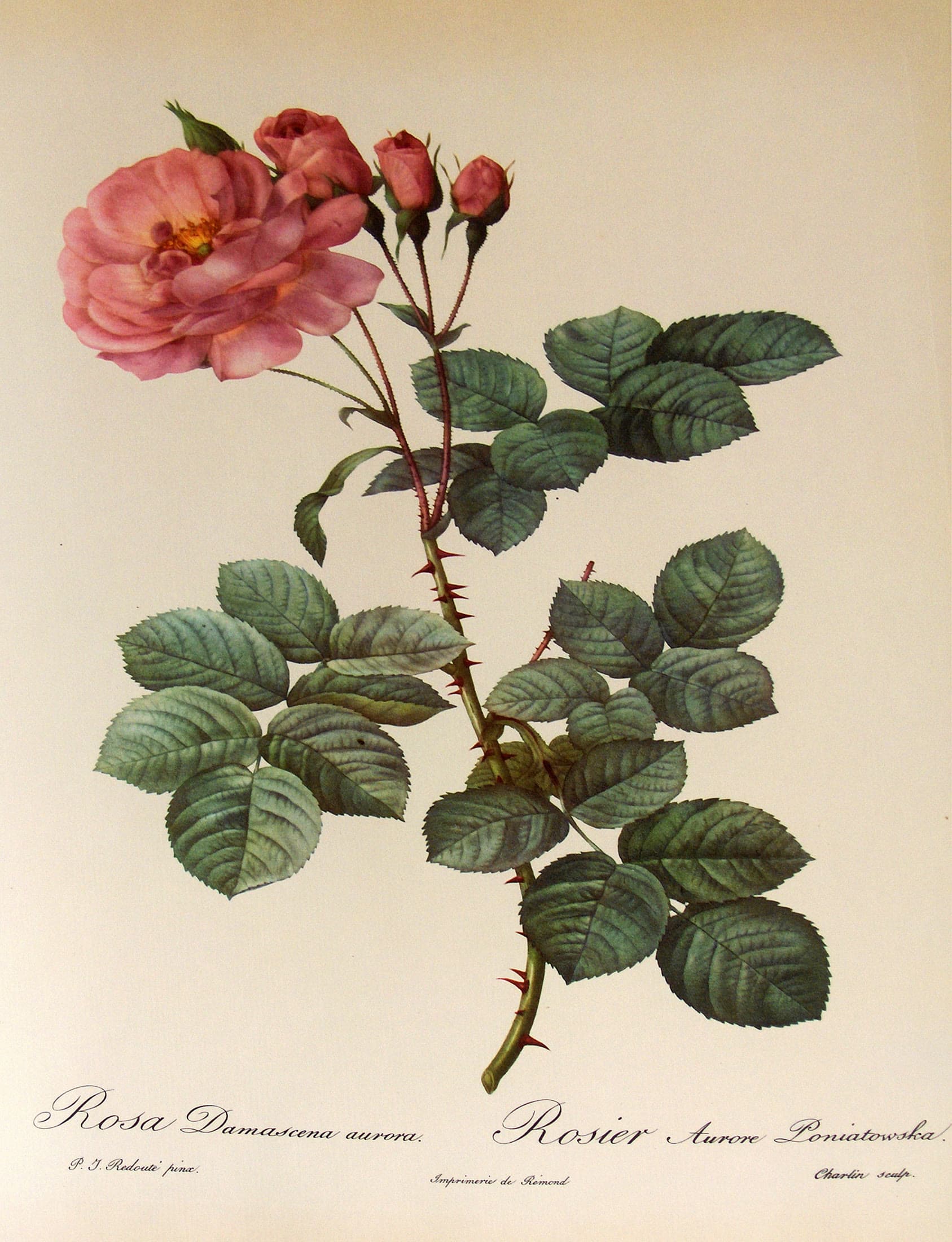 Rosa Damascena Aurora